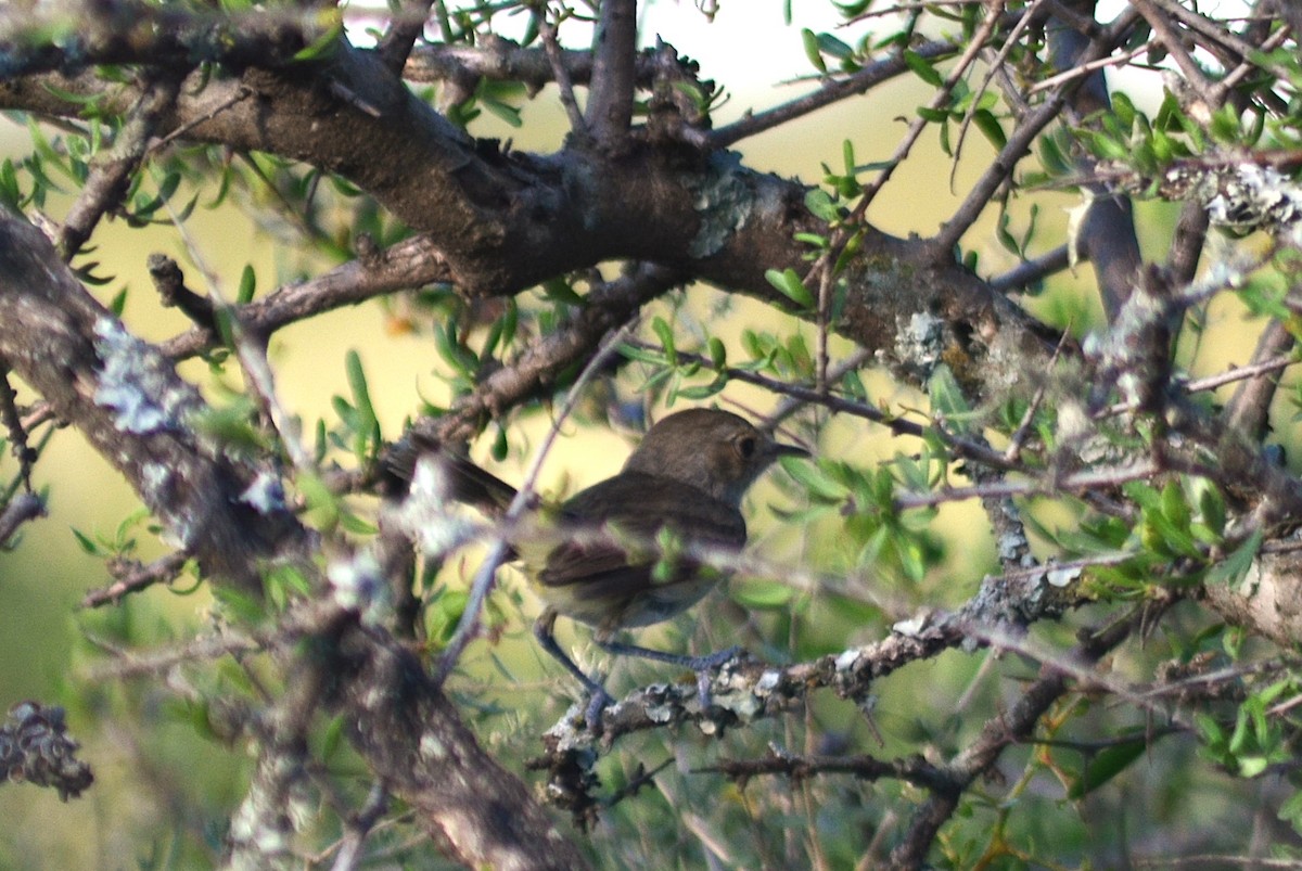 Fulvous-crowned Scrub-Tyrant - ML646811216