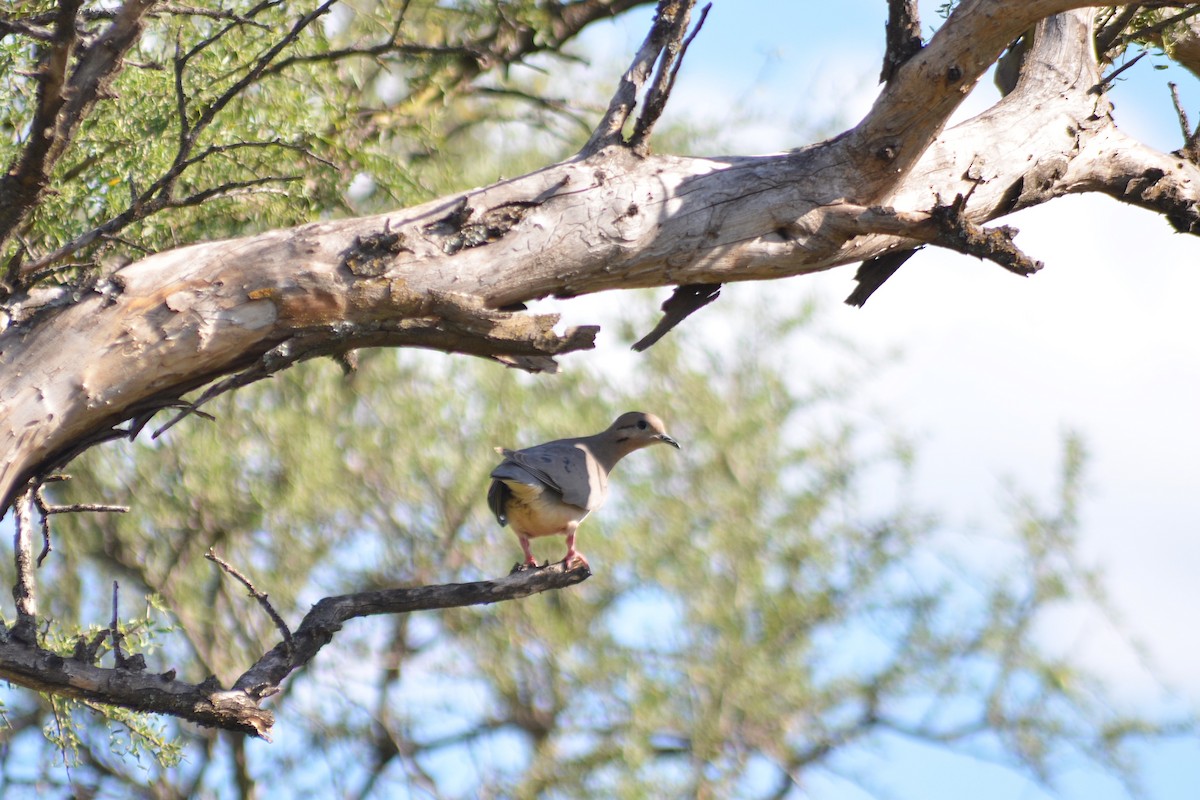 Eared Dove - ML646811217