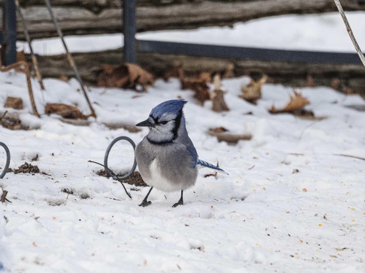Blue Jay - ML646811218