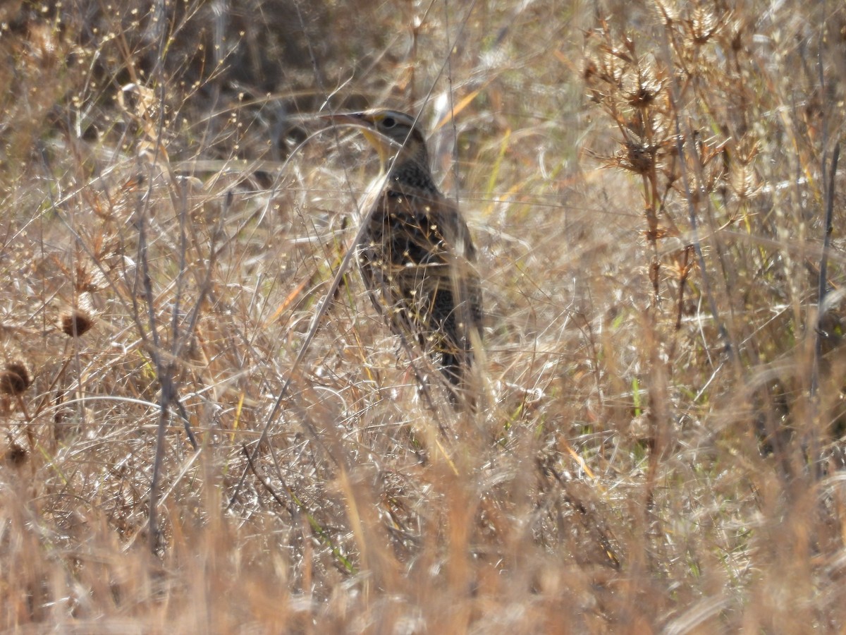 Western/Eastern Meadowlark - ML646811219