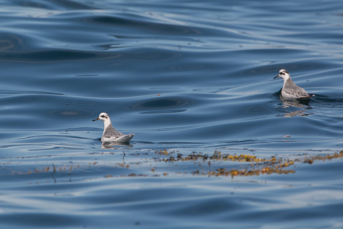 Kızıl Denizdüdükçünü - ML646811220