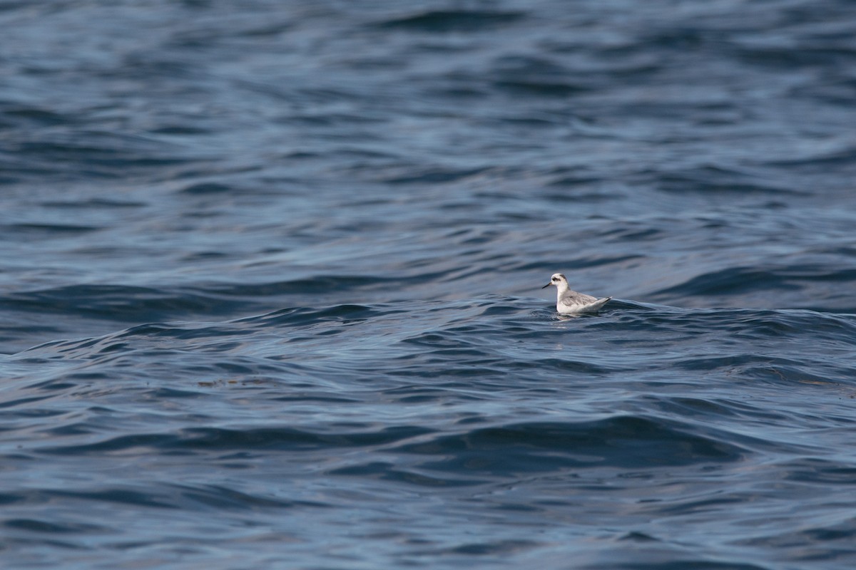 Kızıl Denizdüdükçünü - ML646811222