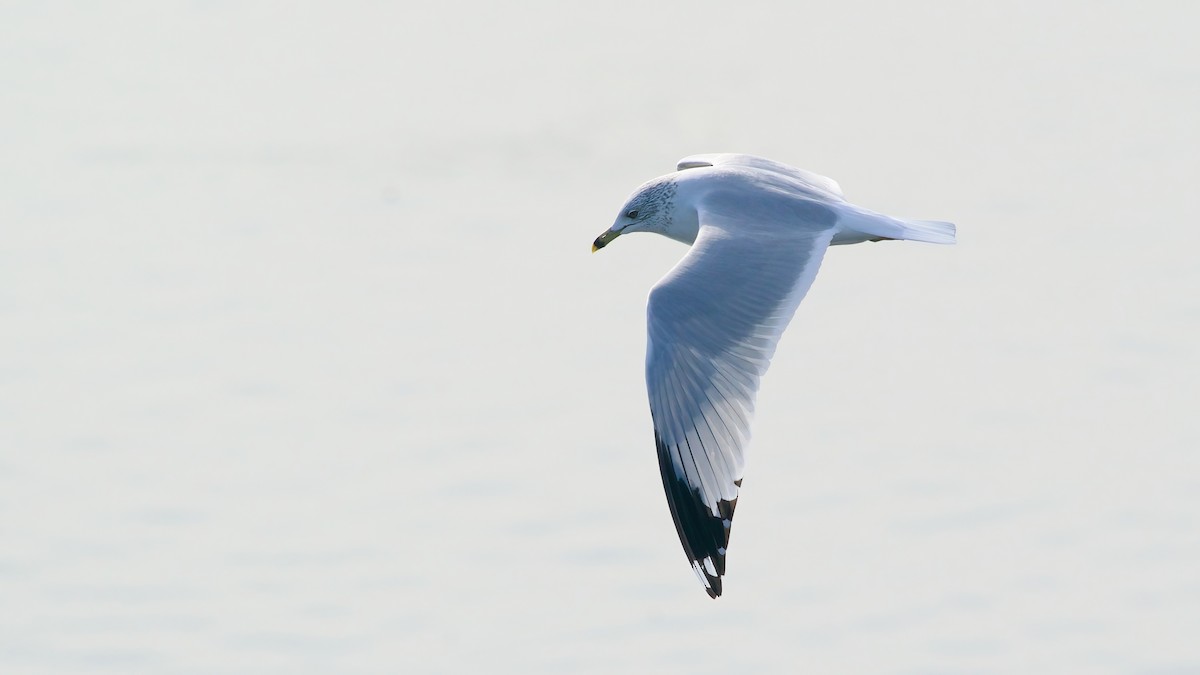 Delawareko kaioa - ML646811224