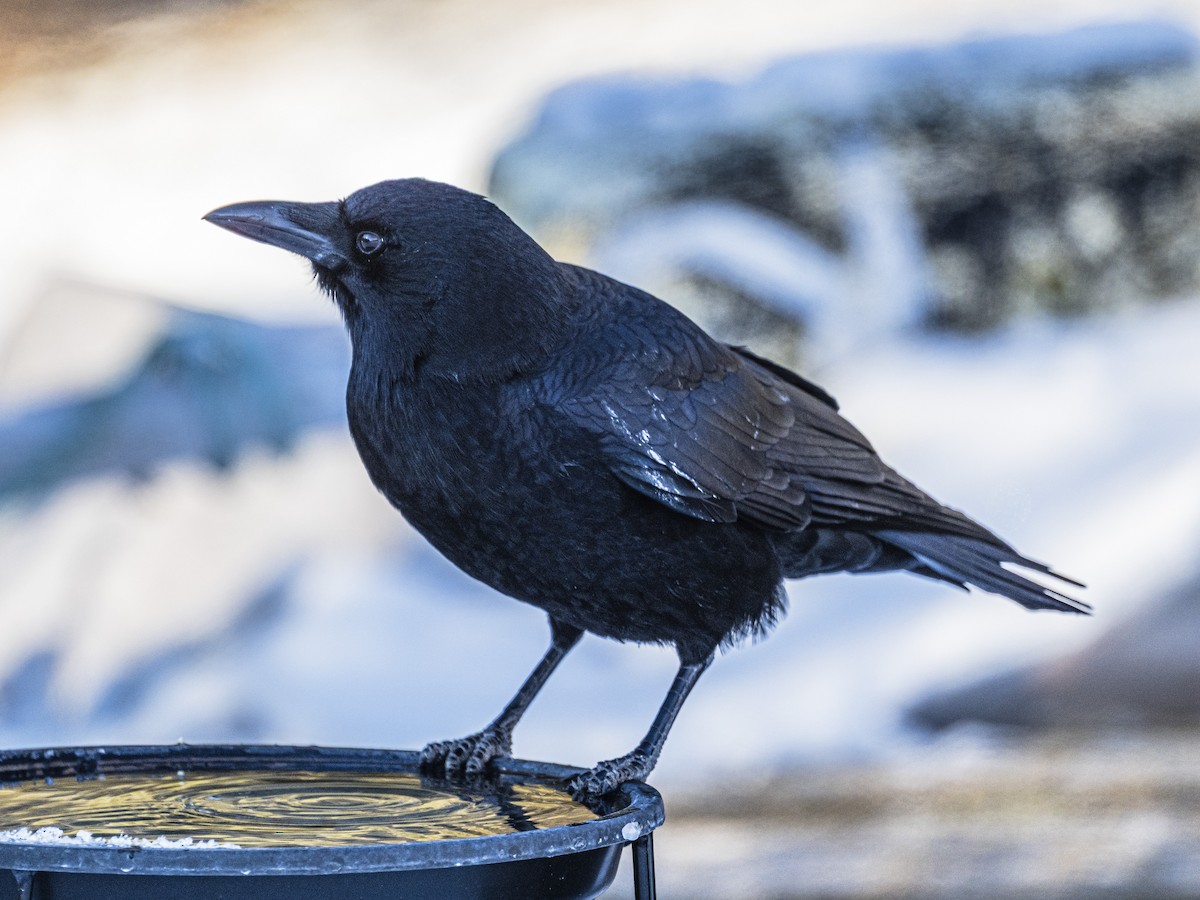 American Crow - ML646811225
