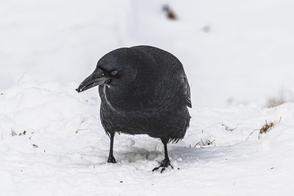 American Crow - ML646811226