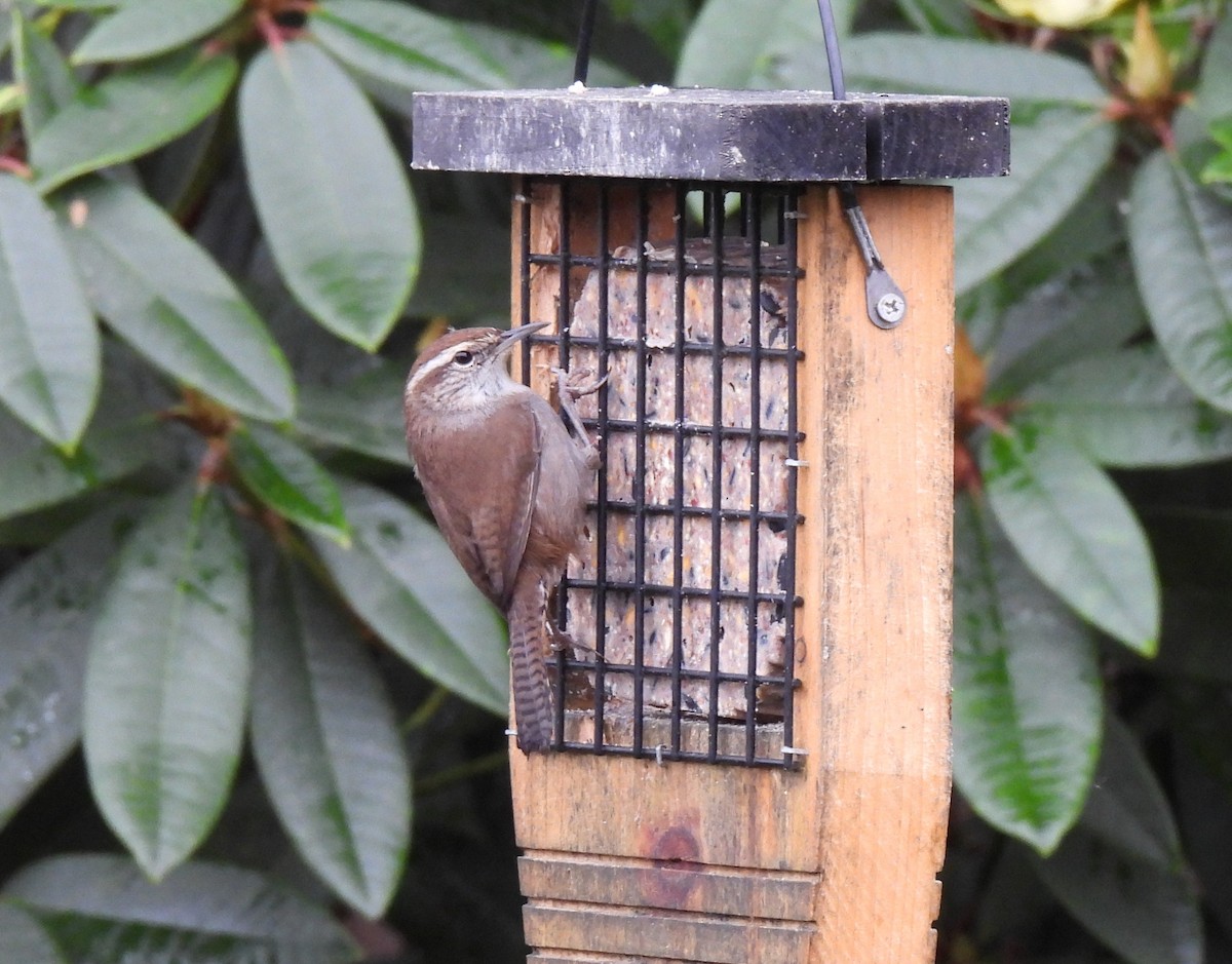 Cucarachero Colinegro - ML646811230