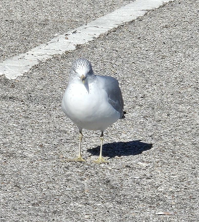 Ringschnabelmöwe - ML646811232