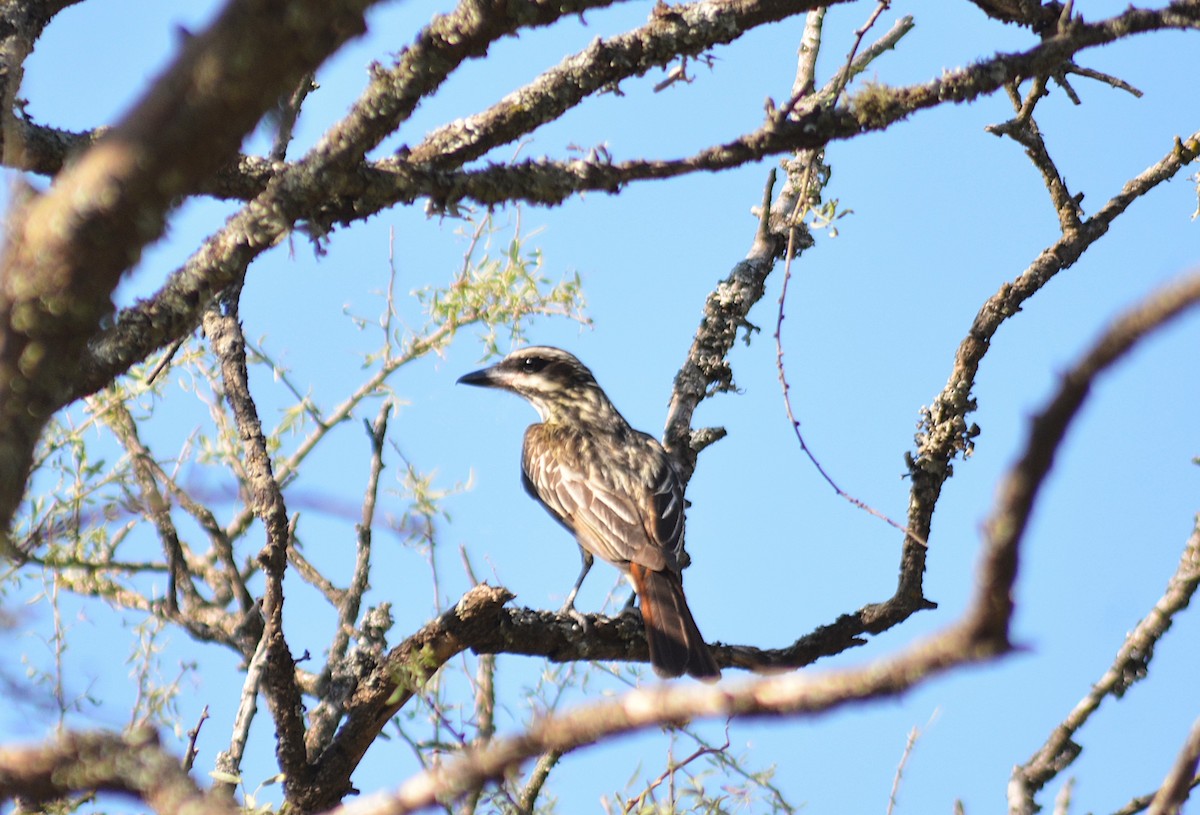 ブチタイランチョウ - ML646811233