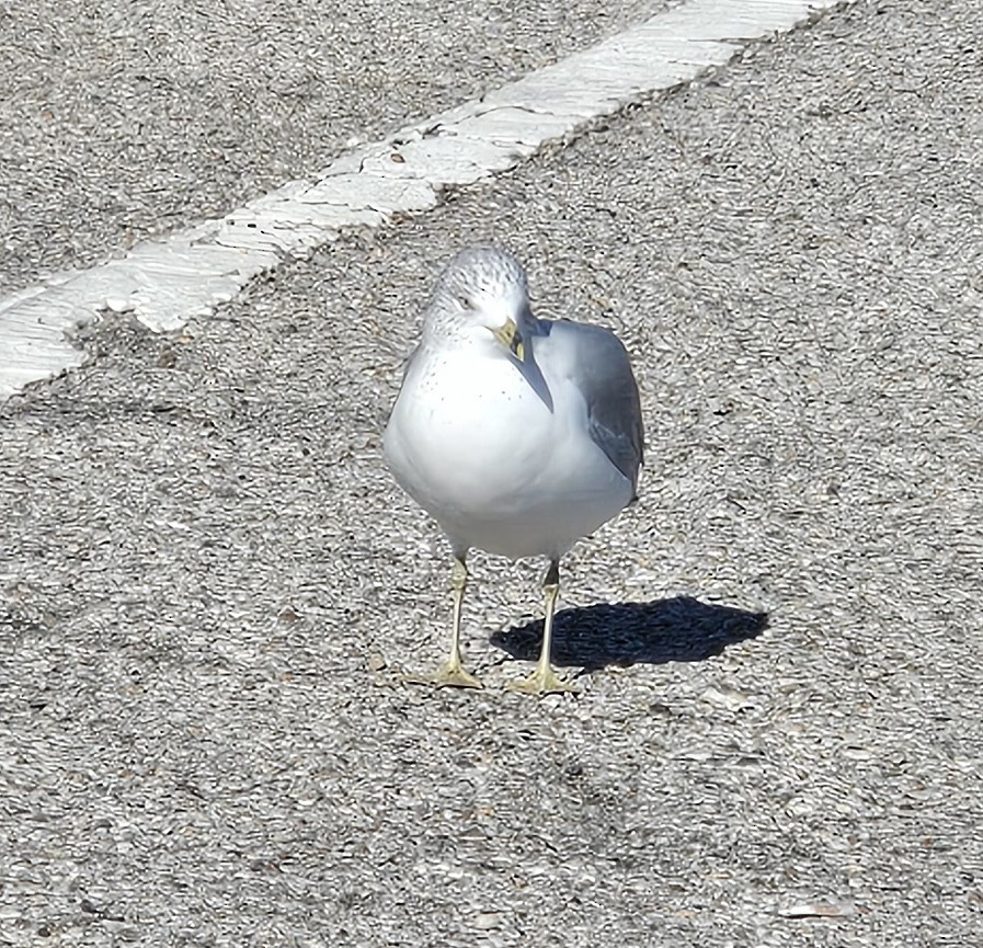 クロワカモメ - ML646811234