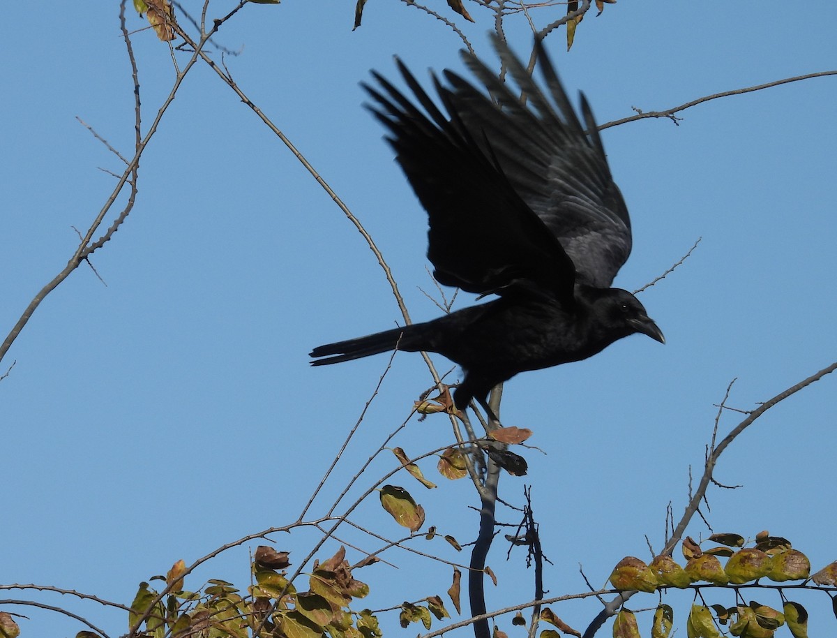 American Crow - ML646811235