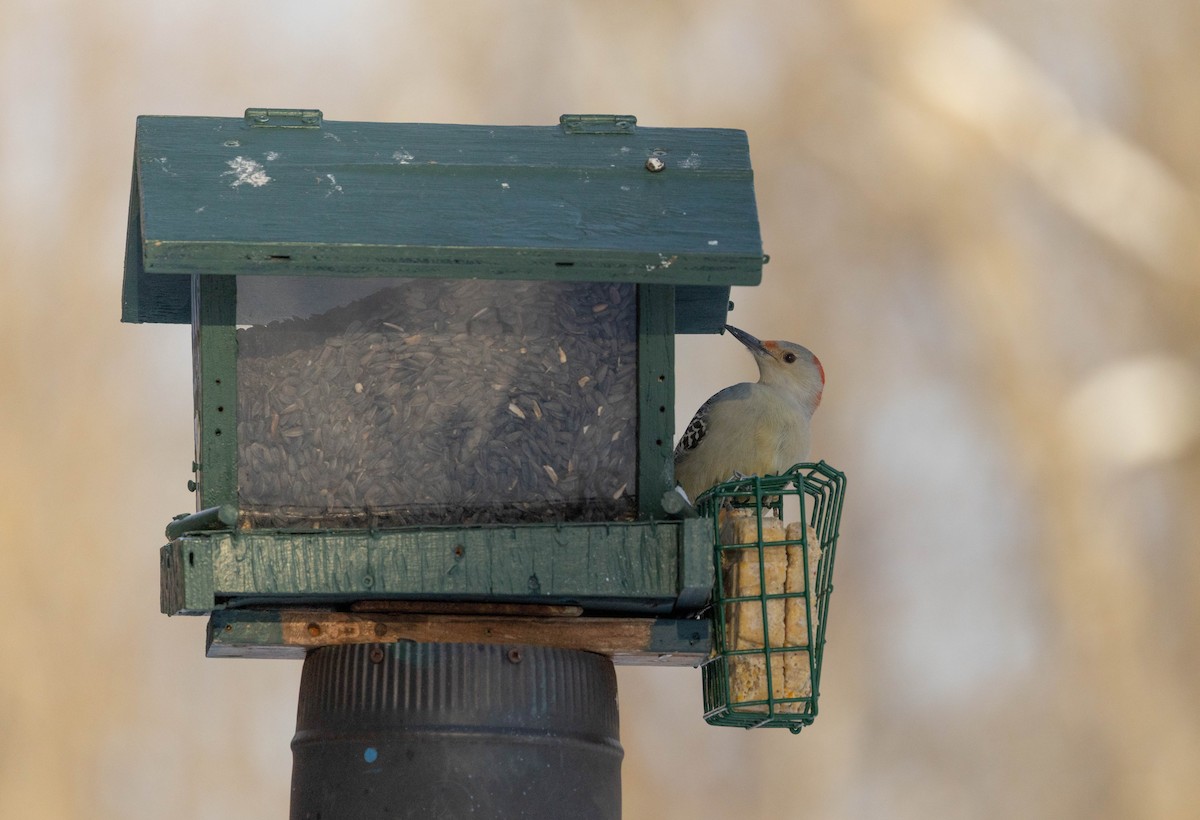 lundspett - ML646811236