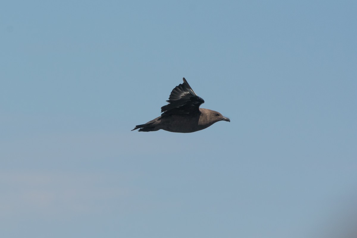 South Polar Skua - ML646811239