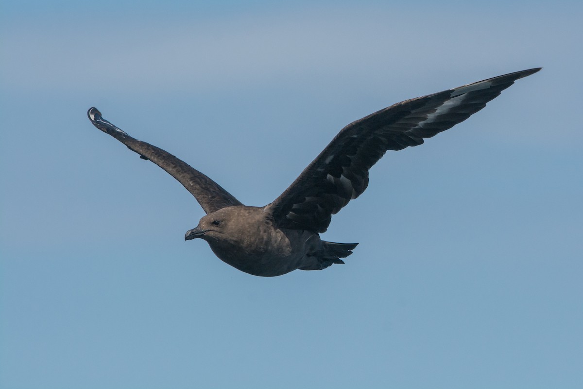 South Polar Skua - ML646811240