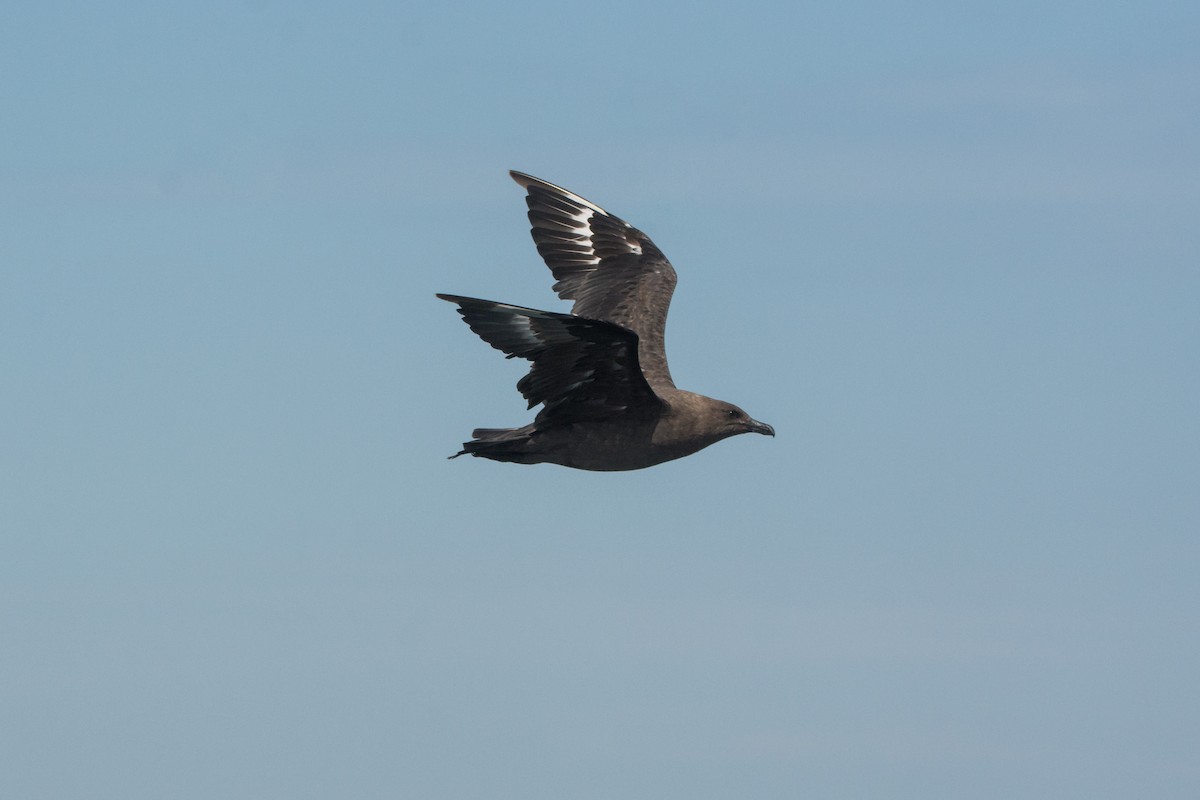 South Polar Skua - ML646811241