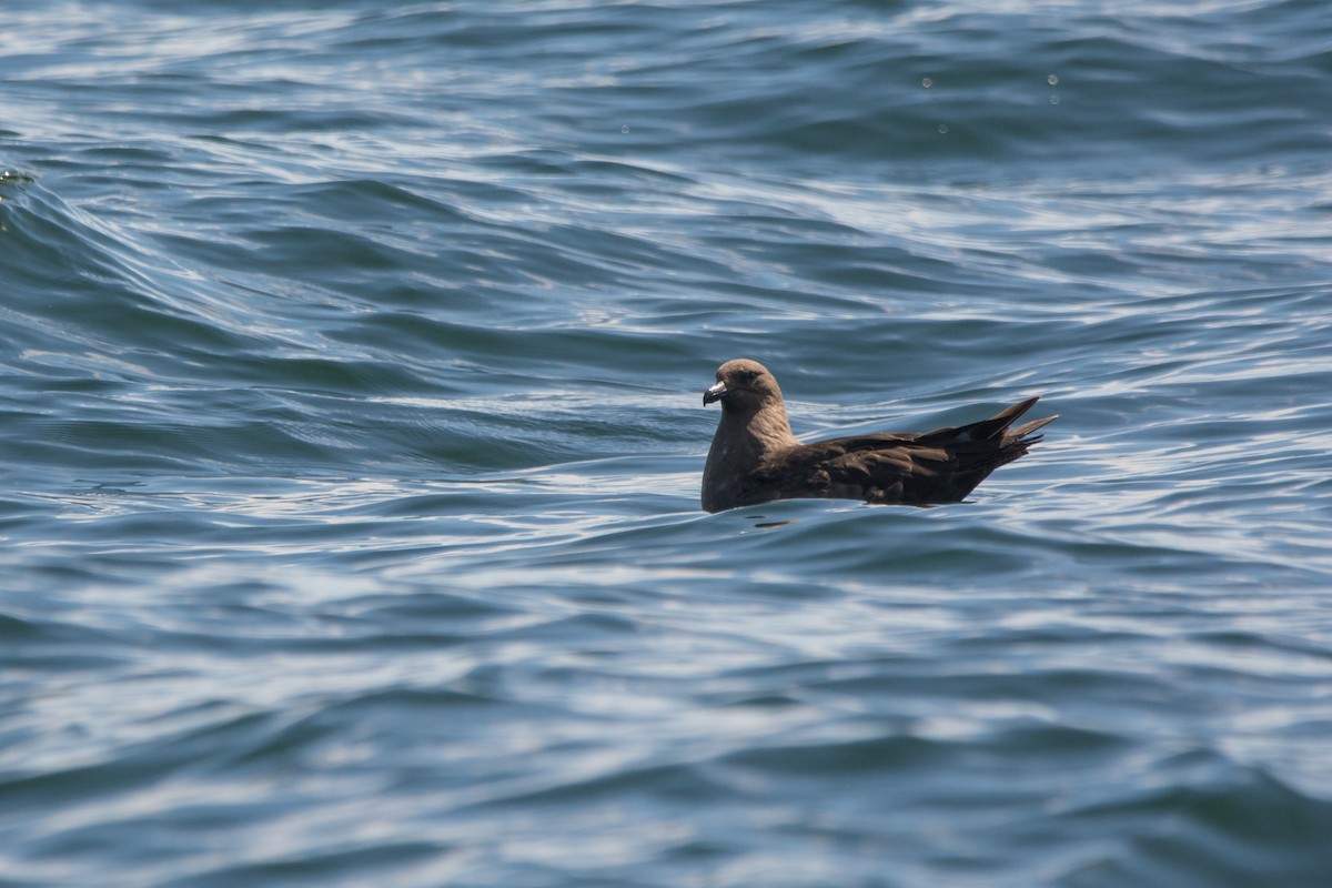 South Polar Skua - ML646811242