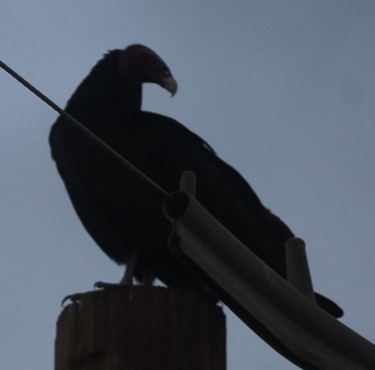 Turkey Vulture - ML646811244