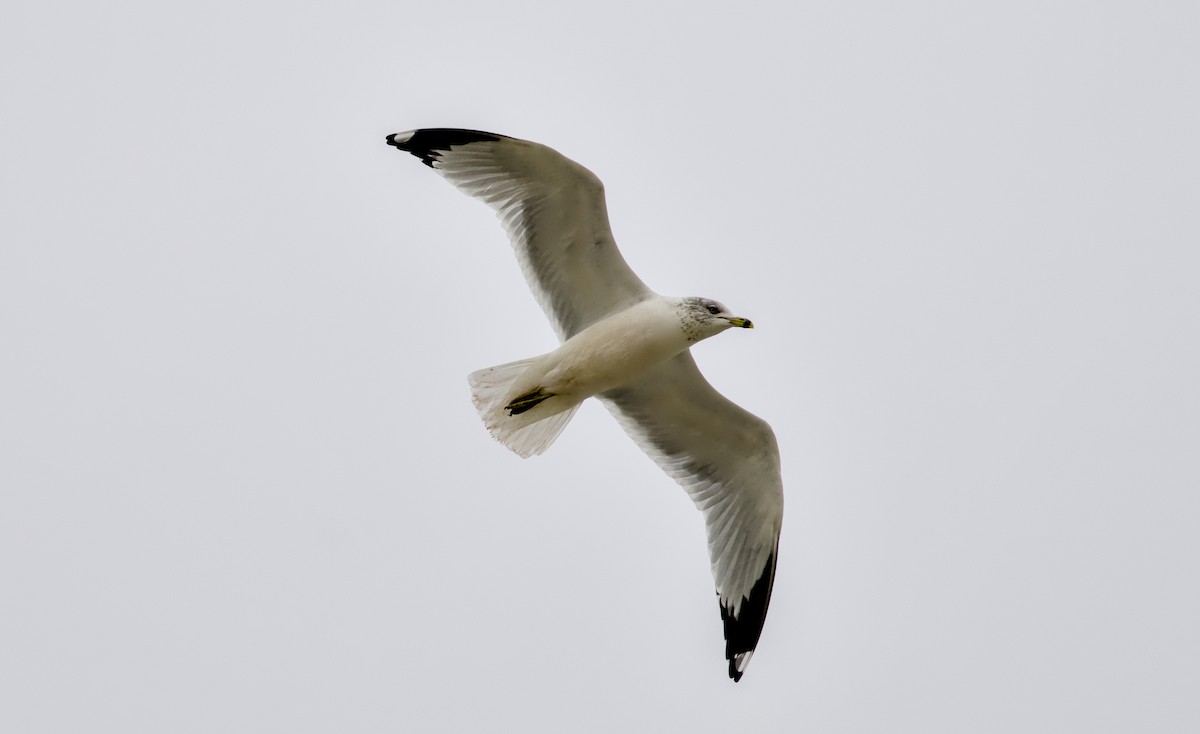 Делавэрская чайка - ML646811246