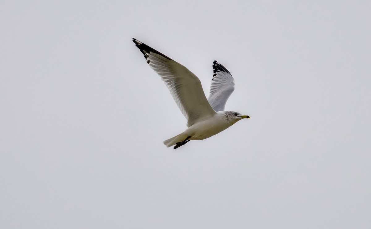 Делавэрская чайка - ML646811247