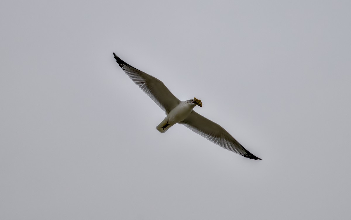 Американская чайка - ML646811249