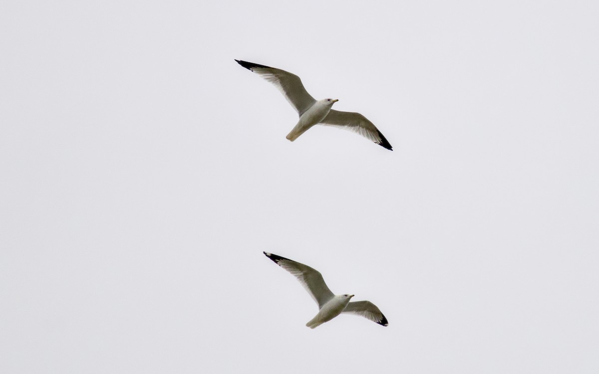 Делавэрская чайка - ML646811250