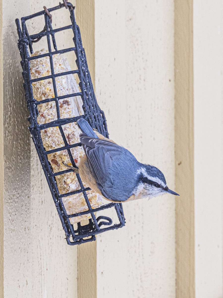 Garrapo kanadarra - ML646811252