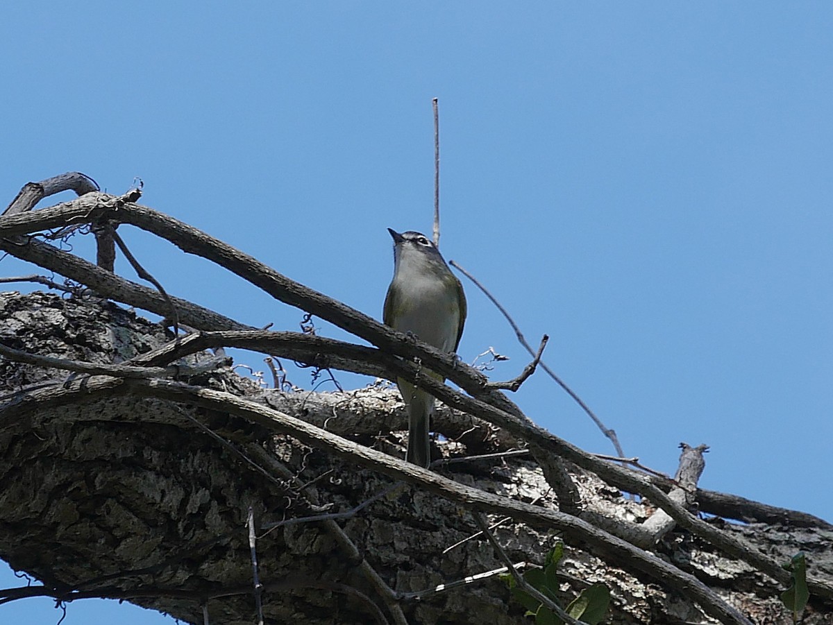 Blue-headed Vireo - ML646811253
