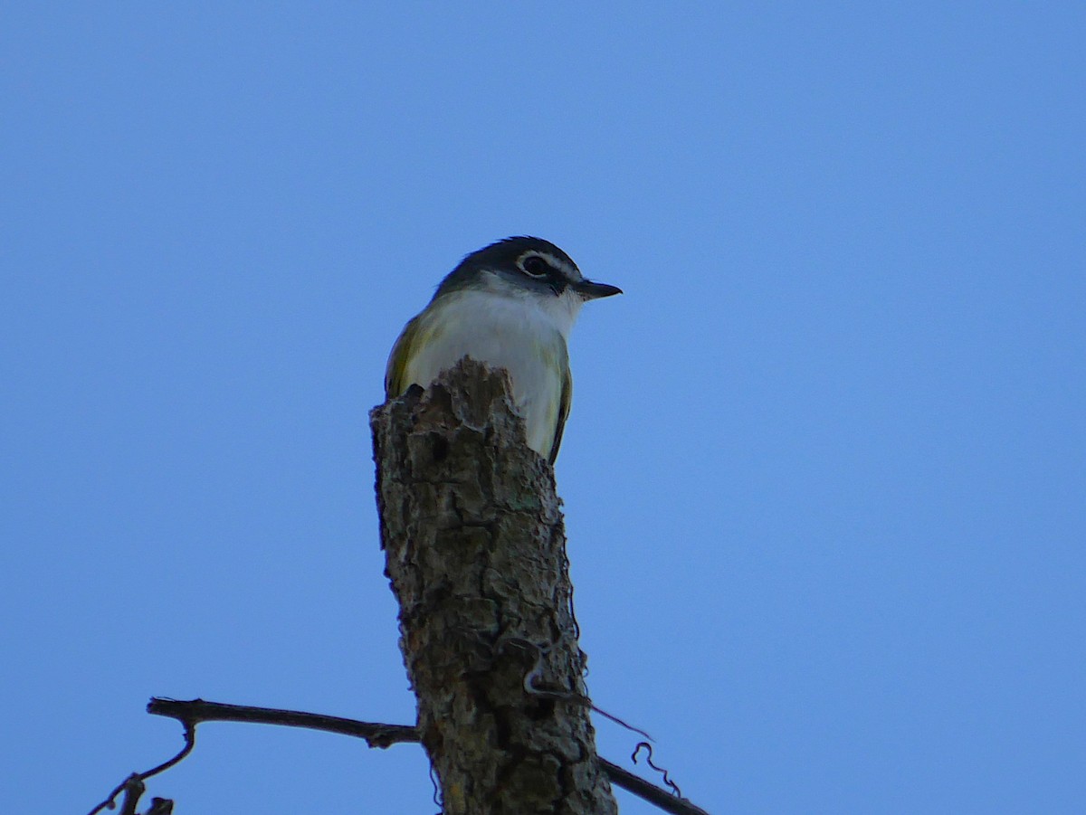 Blue-headed Vireo - ML646811254