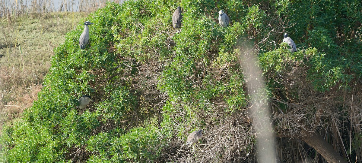 Yellow-crowned Night Heron - ML646811255
