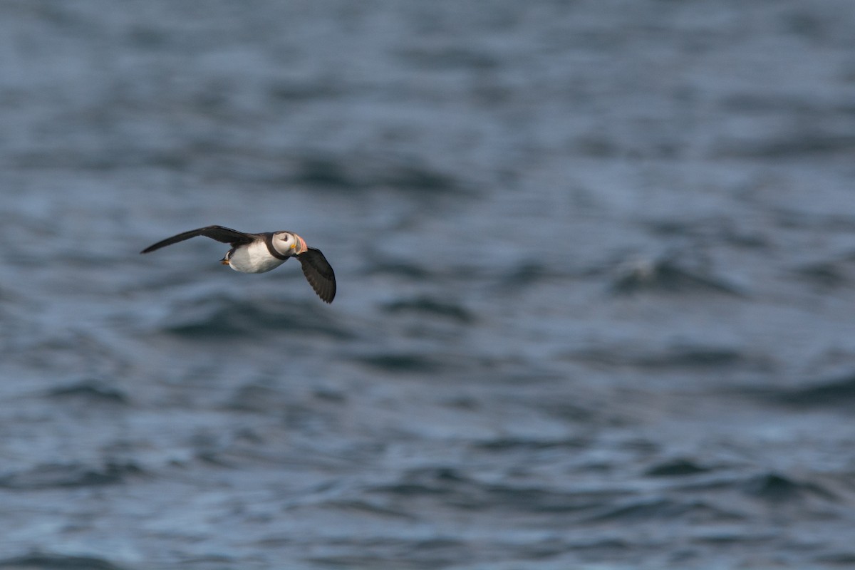 ニシツノメドリ - ML646811256