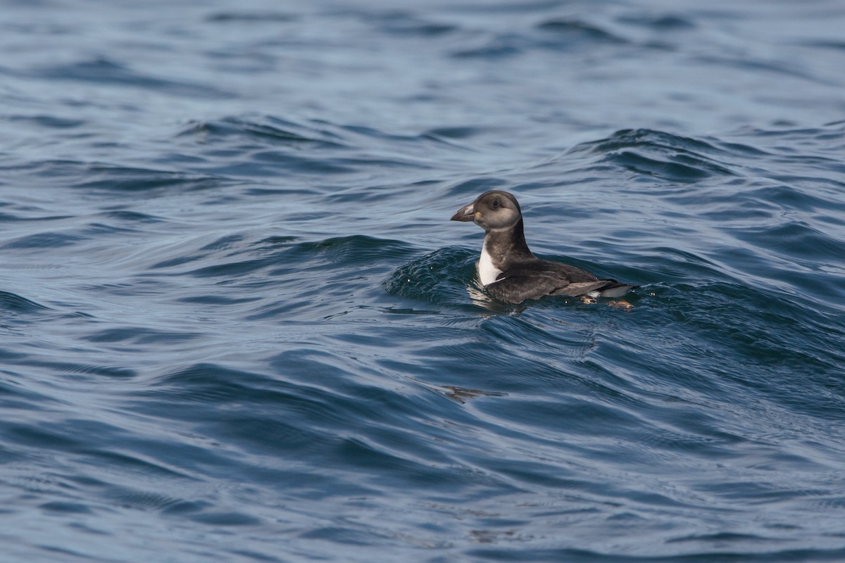 ニシツノメドリ - ML646811257