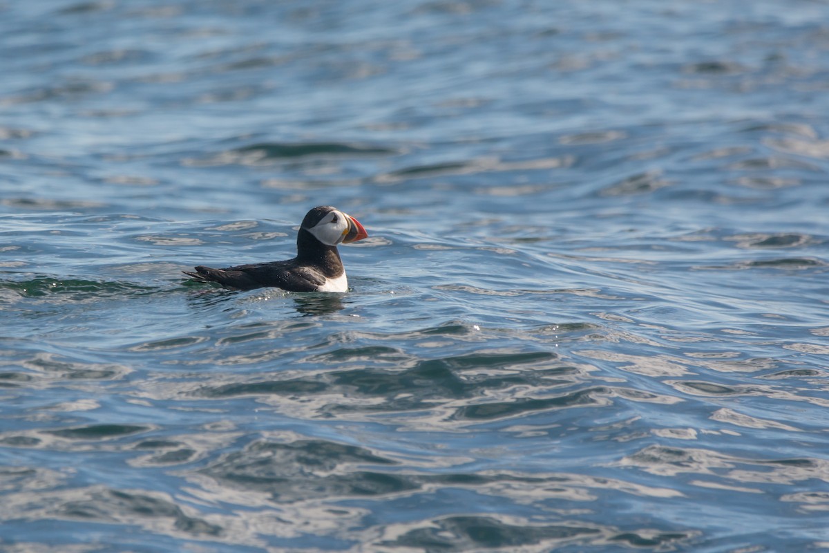 ニシツノメドリ - ML646811258