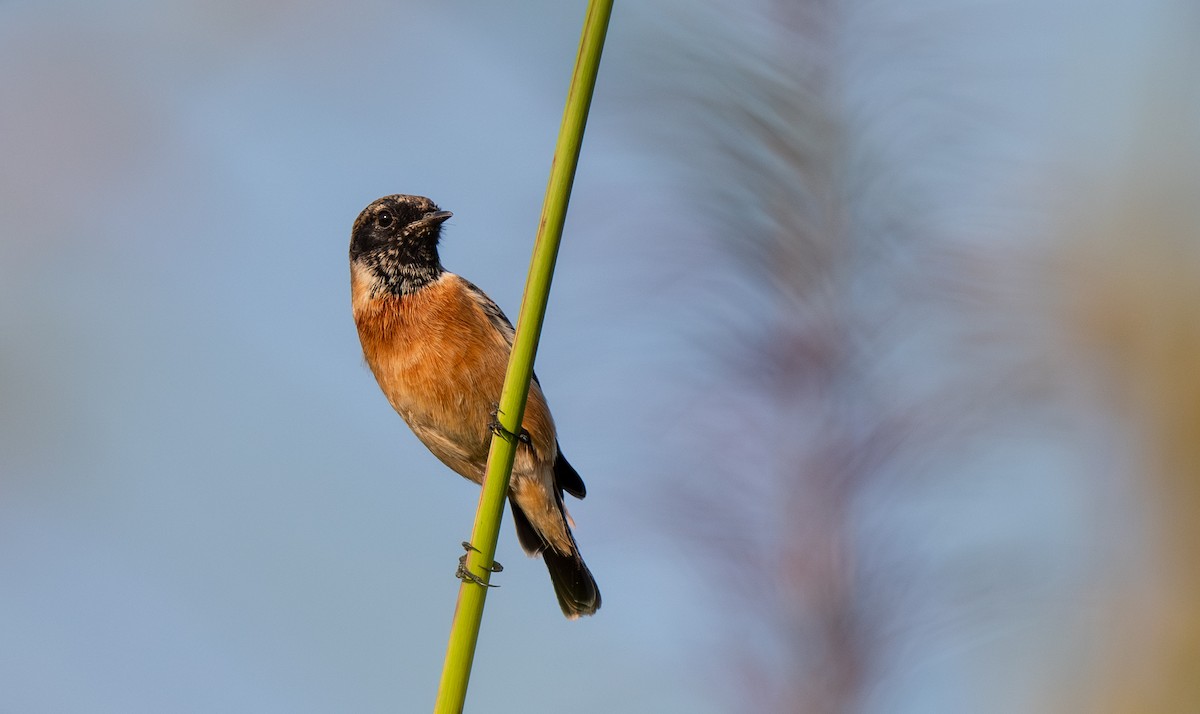 シベリアノビタキ - ML646811259