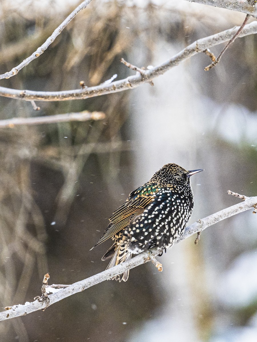 Arabazozo pikarta - ML646811261