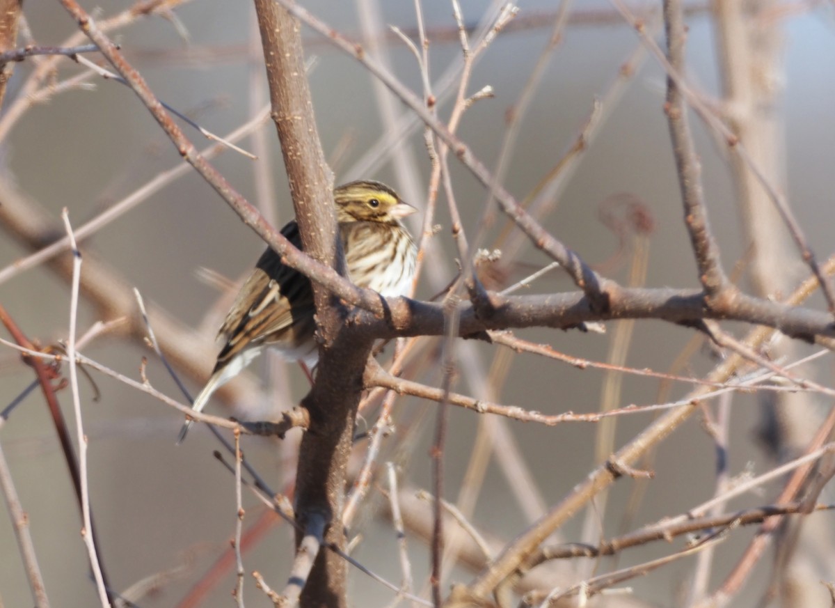 Savannah Sparrow - ML646811262