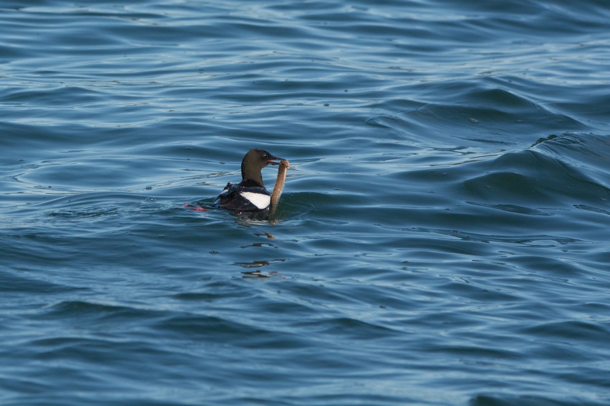 Arao Aliblanco - ML646811263