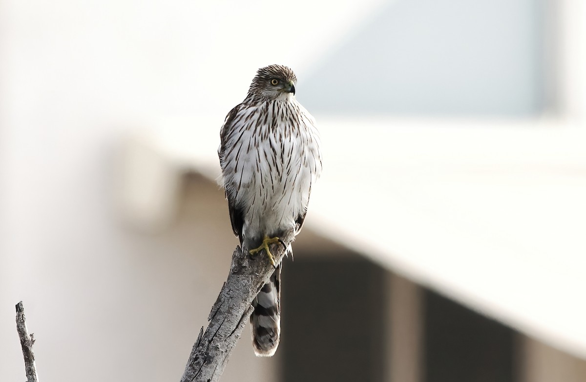 Cooper's Hawk - ML646811264