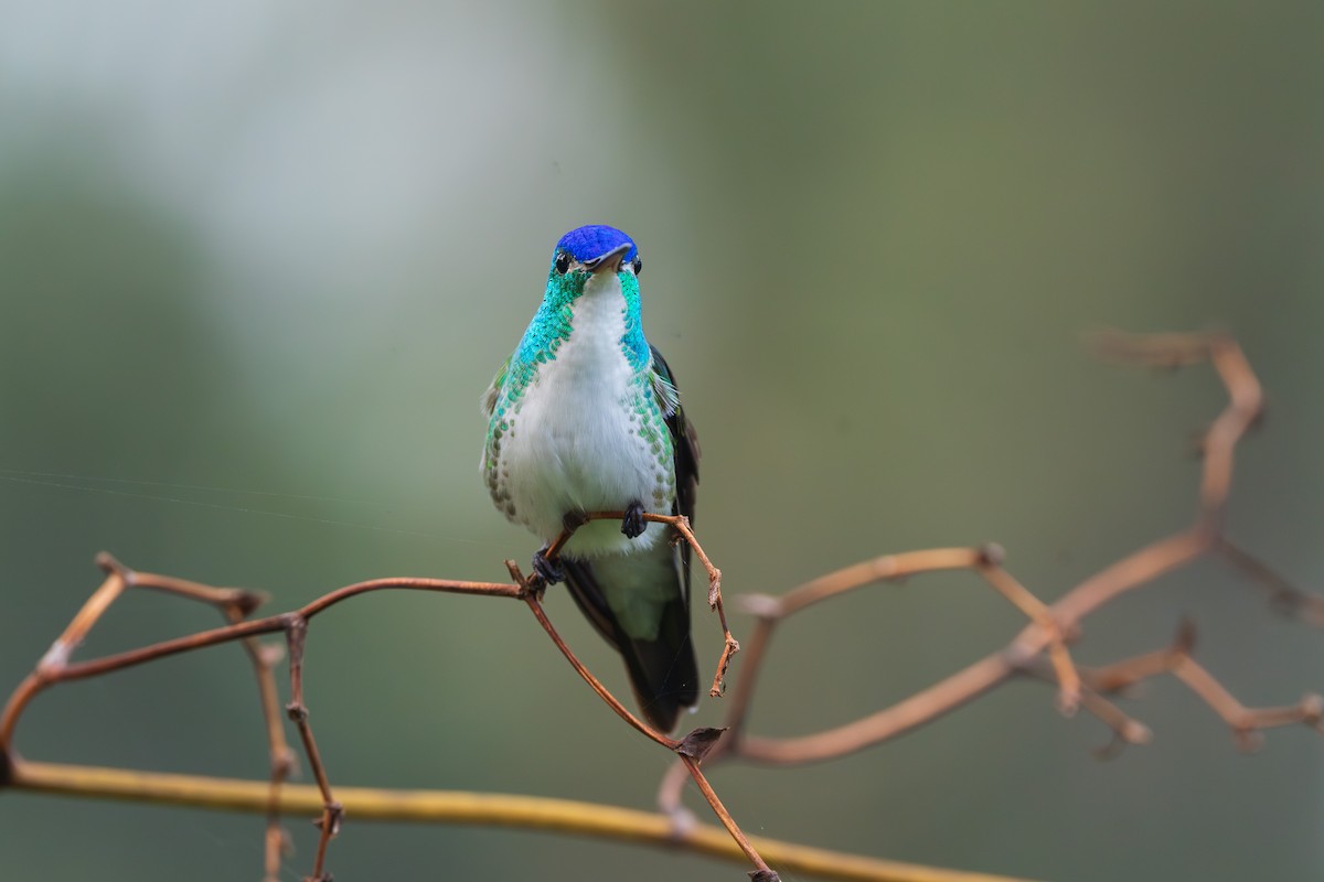 Агиртрія андська - ML646811265