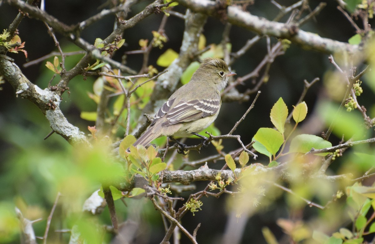 シラギクタイランチョウ／メジロシラギクタイランチョウ - ML646811266