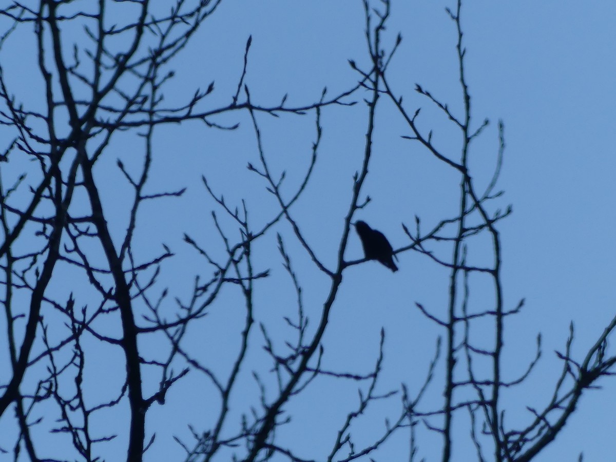 European Starling - ML646811267