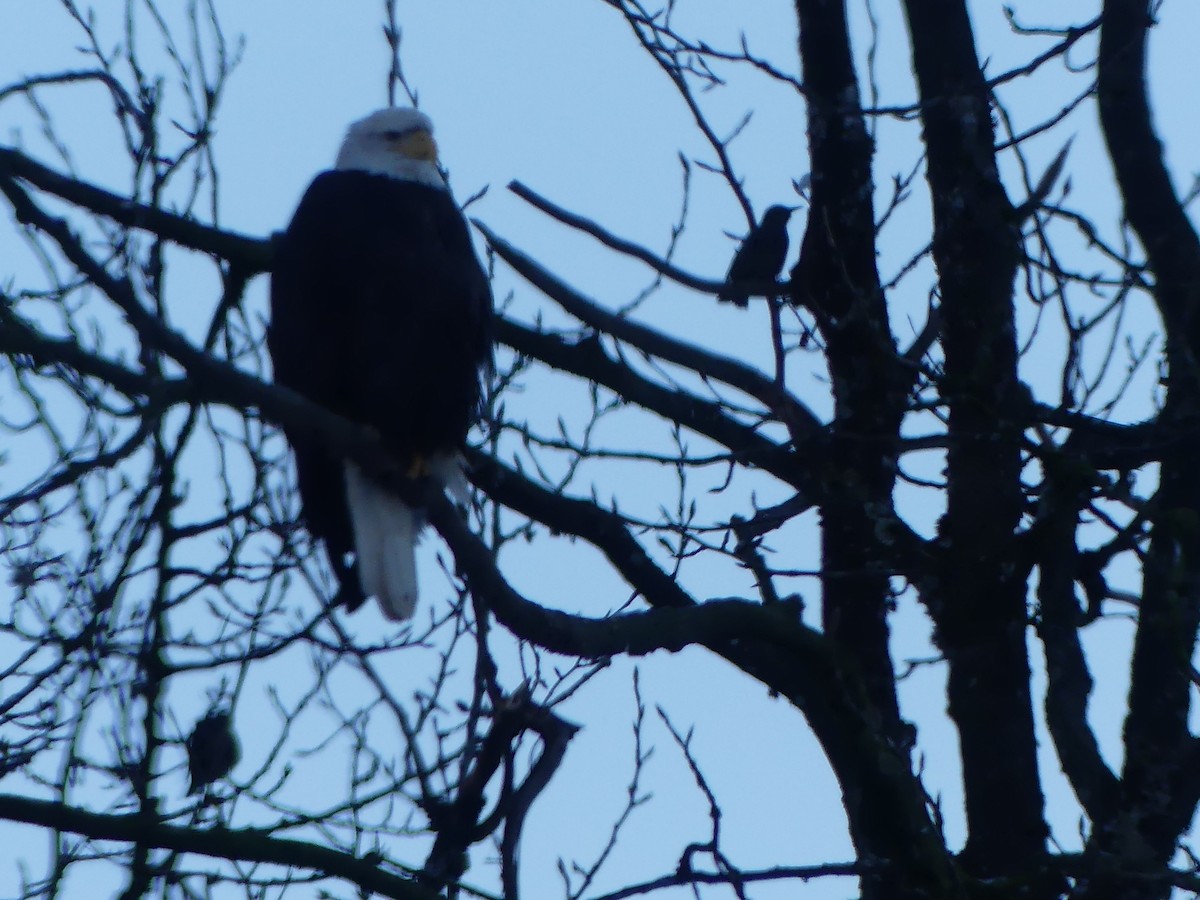 European Starling - ML646811268