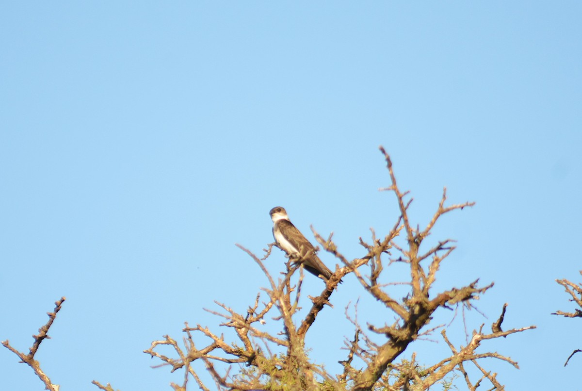 Brown-chested Martin - ML646811269