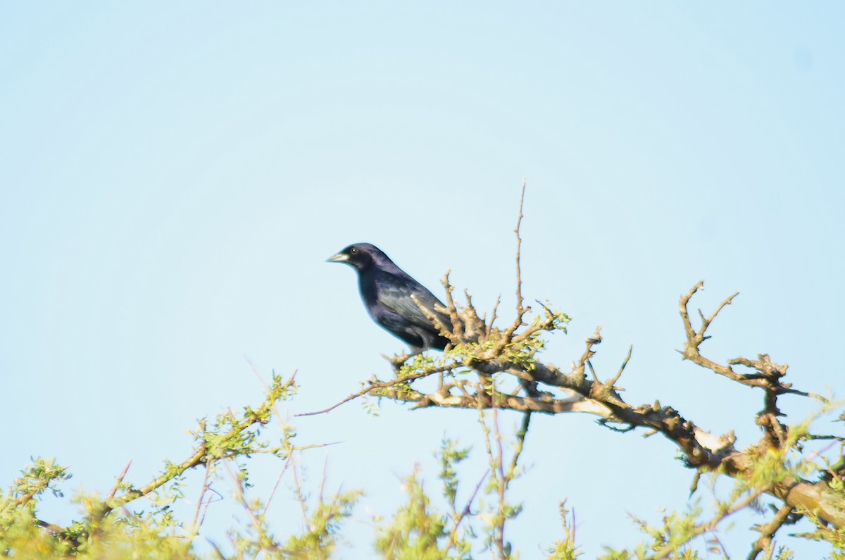 Shiny Cowbird - ML646811270