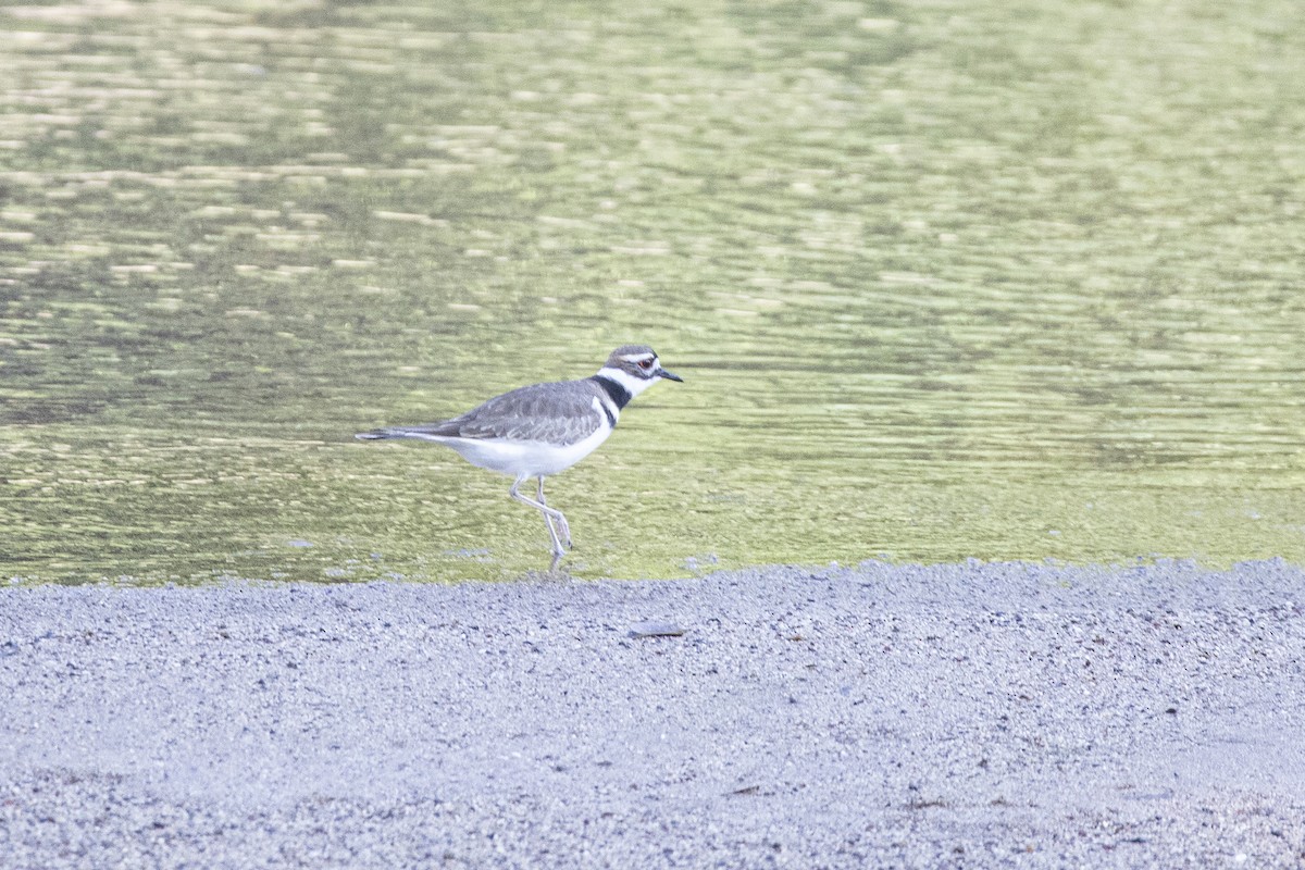 フタオビチドリ - ML646811271