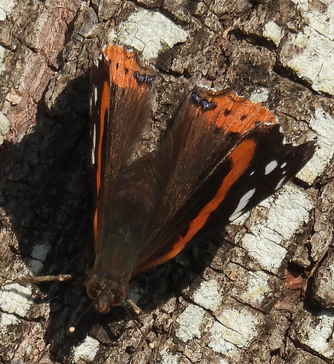 Red Admiral - ML646811274