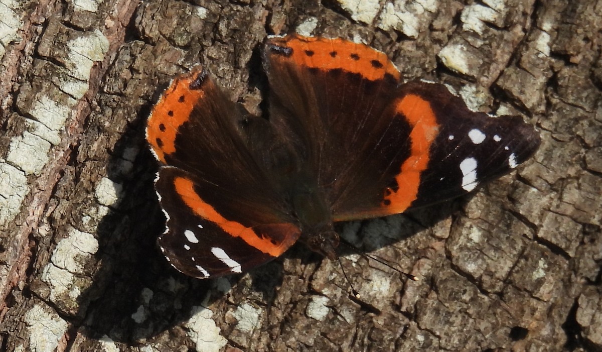 Red Admiral - ML646811275