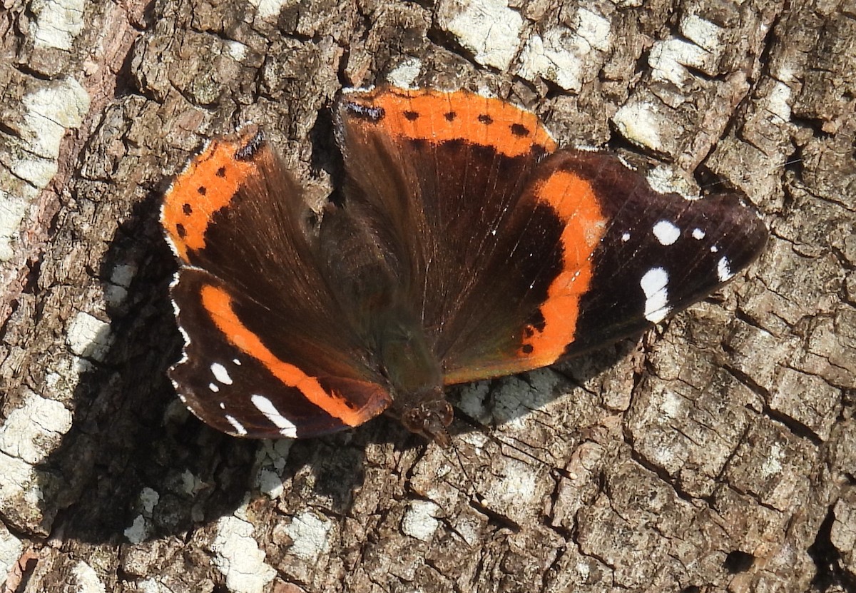 Red Admiral - ML646811276