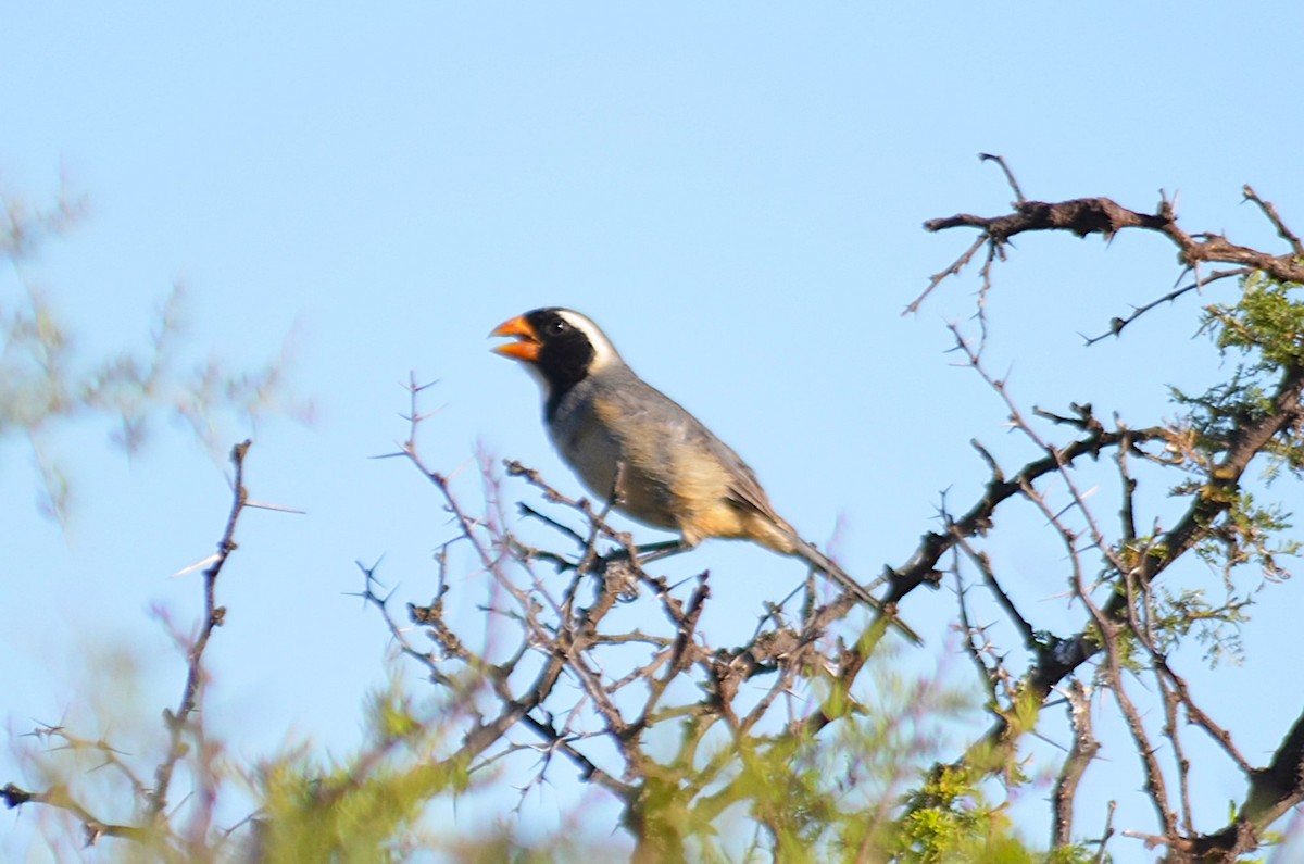 Golden-billed Saltator - ML646811277