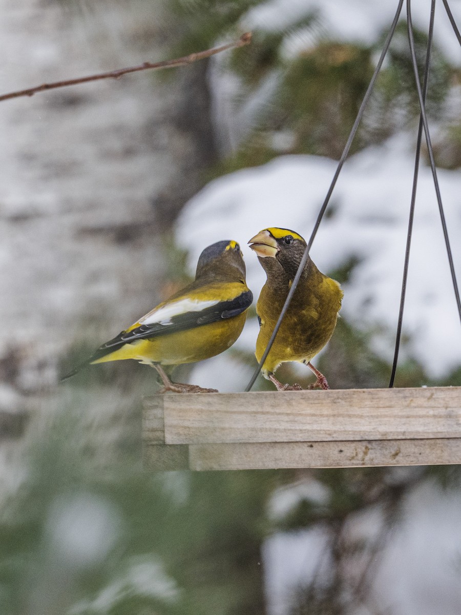 Mokolodi bekainoria - ML646811279