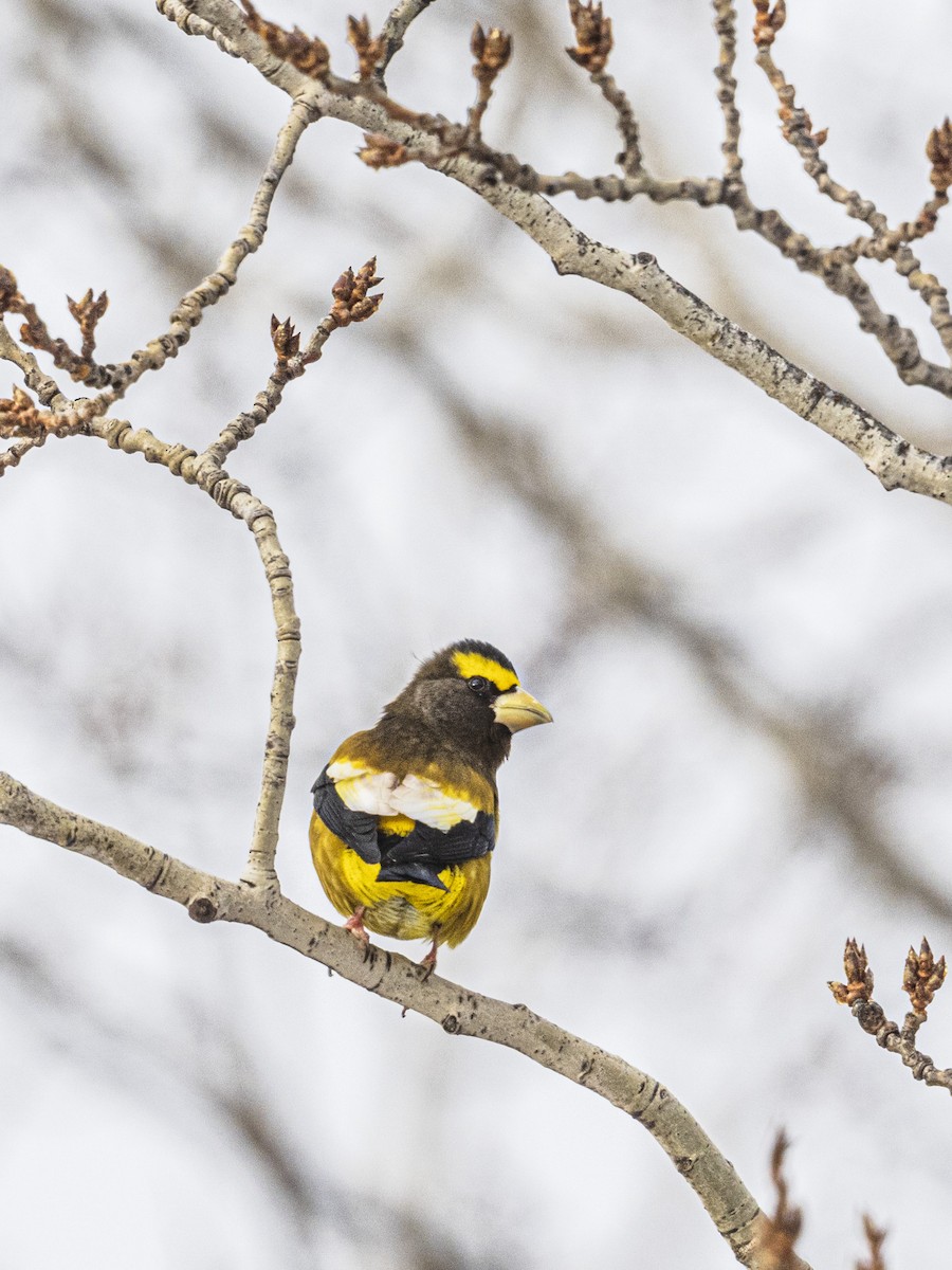 Mokolodi bekainoria - ML646811280