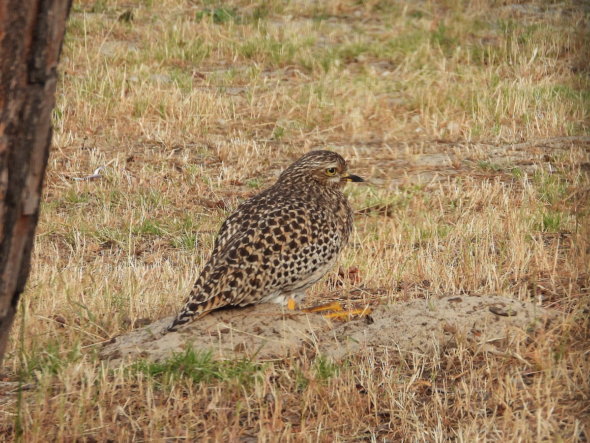 Капская авдотка - ML646811284